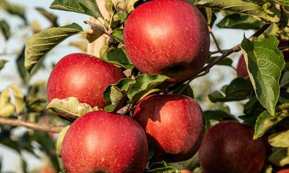 Mr. Caudill’s Apples