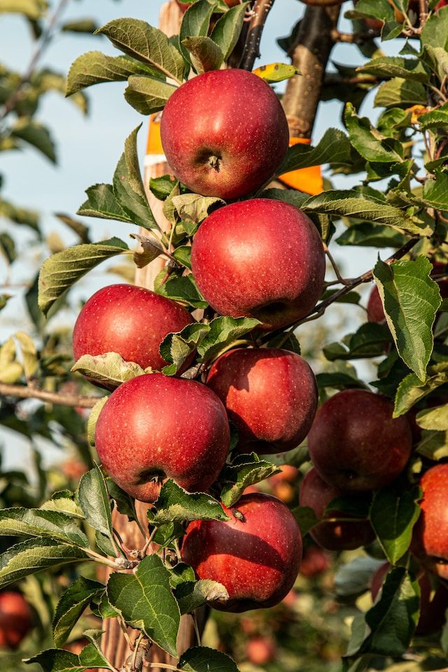 Mr. Caudill’s Apples
